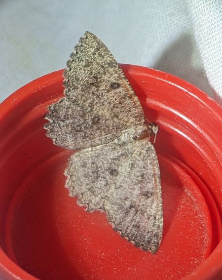 Charissa obscurata 