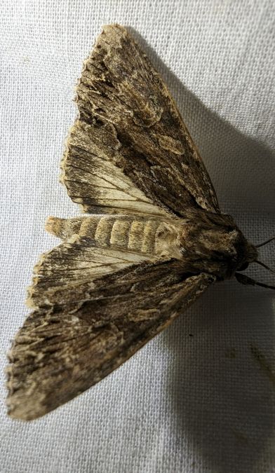 Apamea monoglypha 