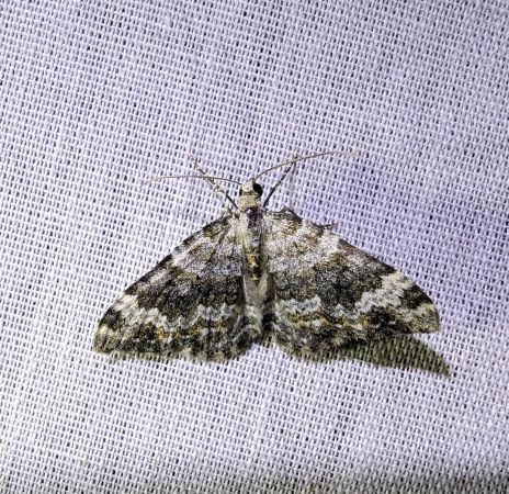 Nebula tophaceata 
