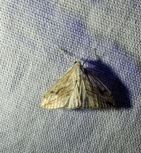 Evergestis forficalis 