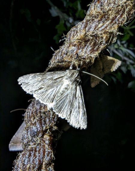 Auchmis detersa 