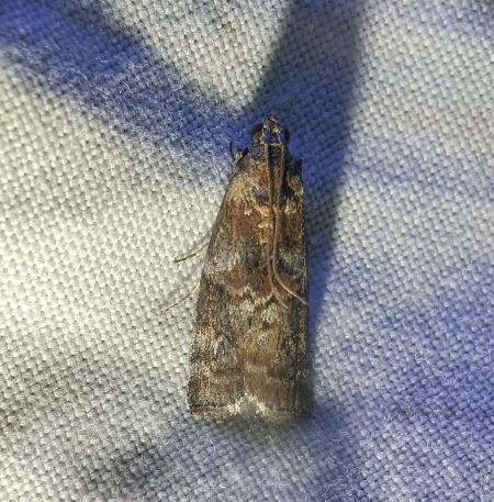 Phycita roborella 