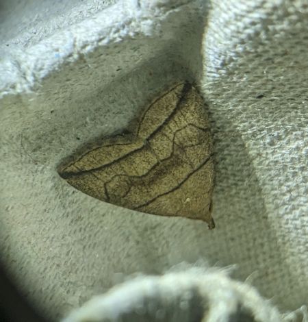 Herminia grisealis 
