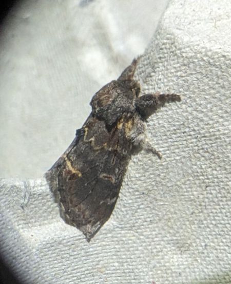 Notodonta dromedarius 