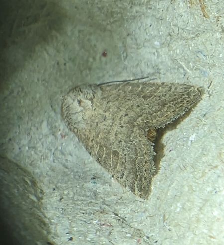 Hoplodrina indéterminé 
