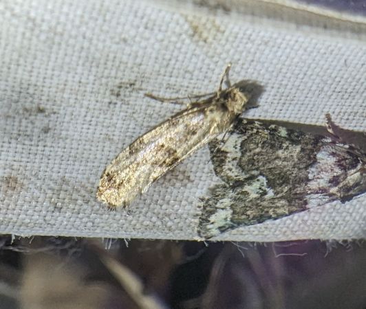 Morophaga choragella 