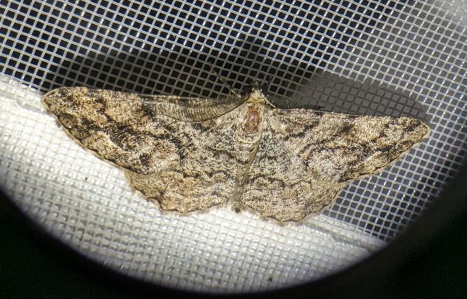 Peribatodes secundaria 