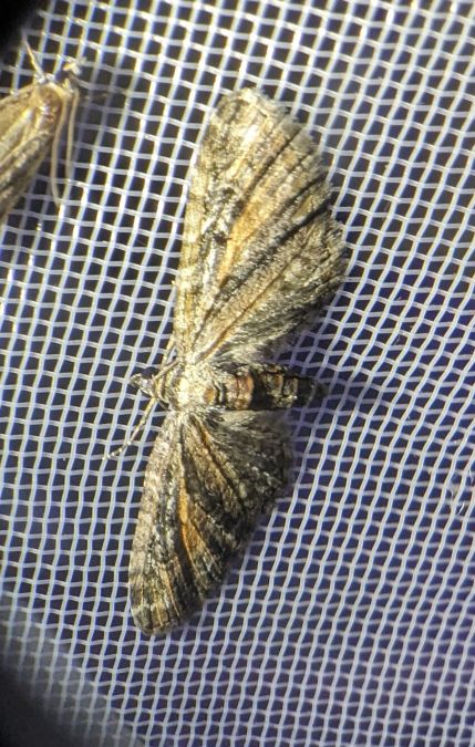 Eupithecia icterata 