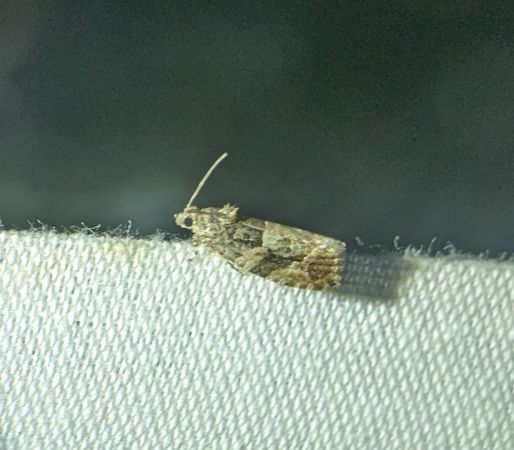 Eudemis profundana 