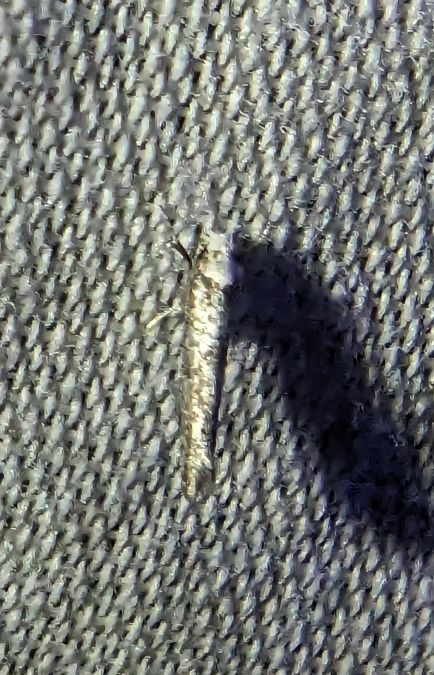 Paraswammerdamia albicapitella 