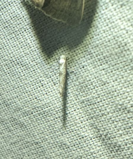 Paraswammerdamia albicapitella 