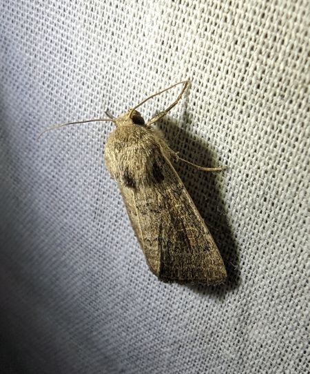 Hoplodrina indéterminé 