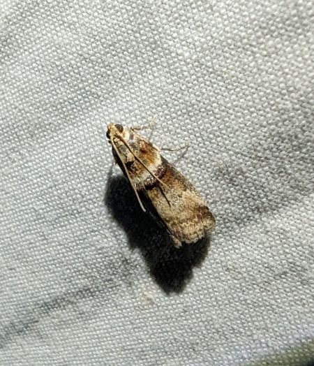 Acrobasis tumidana 
