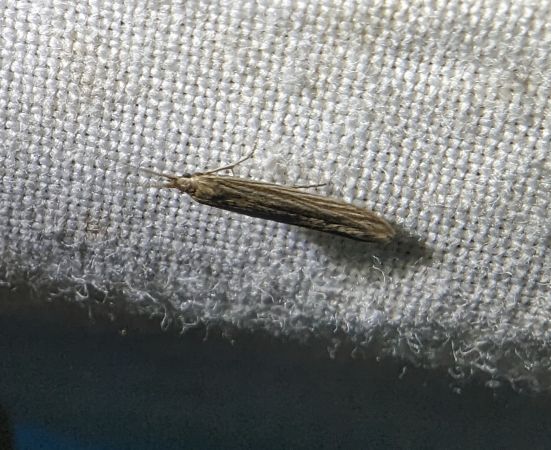 Coleophora indéterminé 