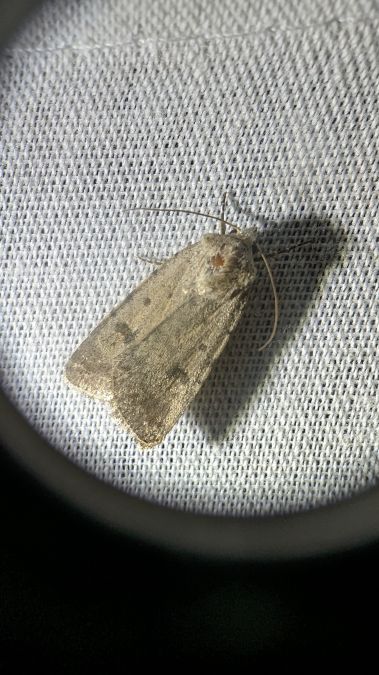 Caradrina kadenii 
