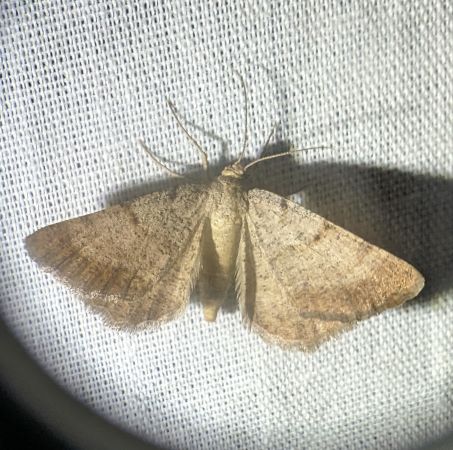 Selidosema brunnearia 