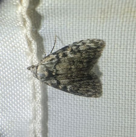 Meganola strigula 