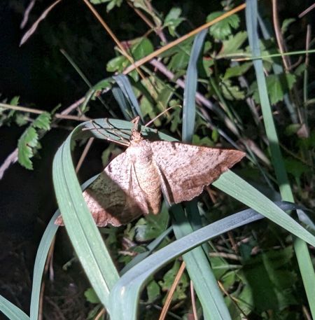 Selidosema brunnearia 