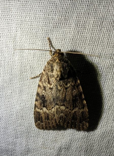 Amphipyra berbera 