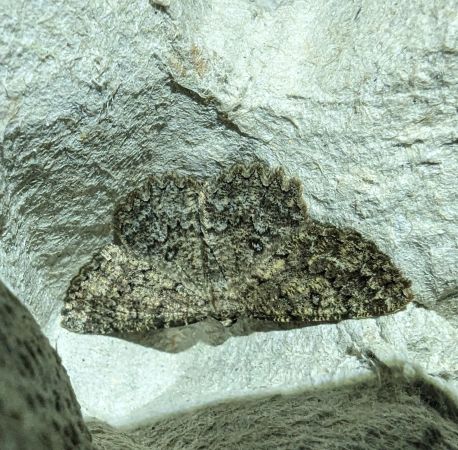 Charissa obscurata 