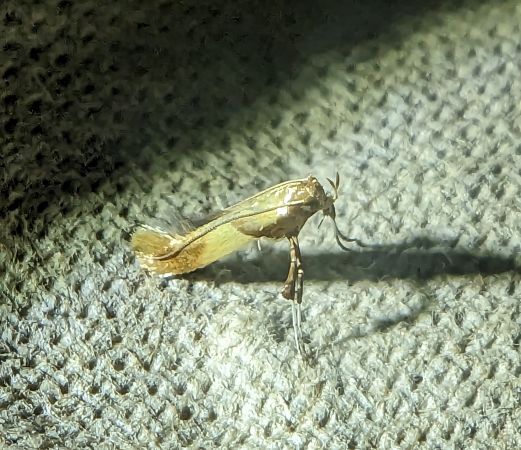 Caloptilia sp. 