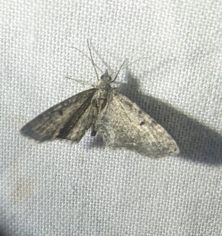 Eupithecia virgaureata 