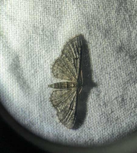 Eupithecia virgaureata 