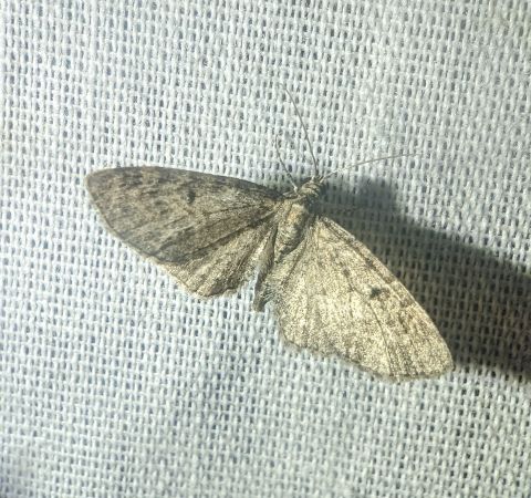 Eupithecia virgaureata 