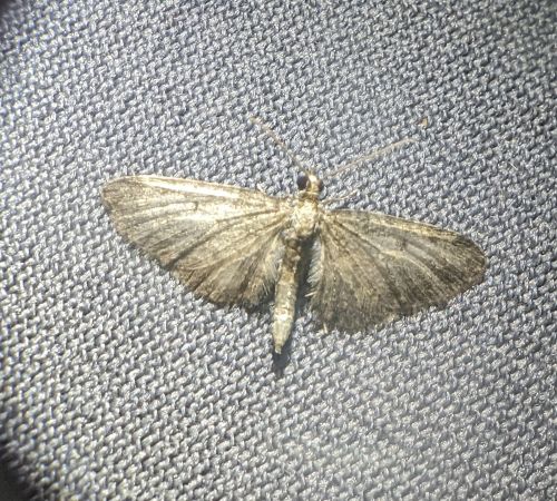 Eupithecia virgaureata 