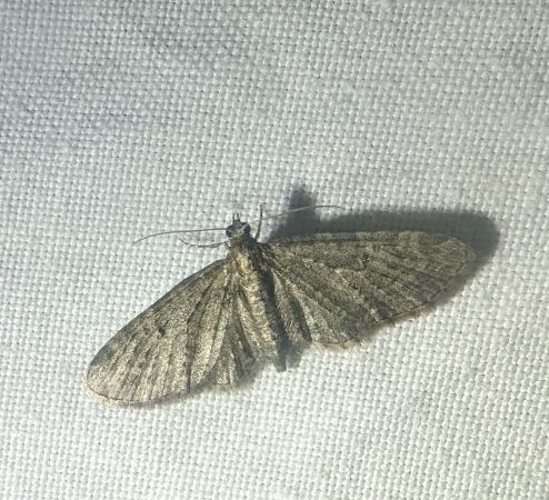 Eupithecia virgaureata 