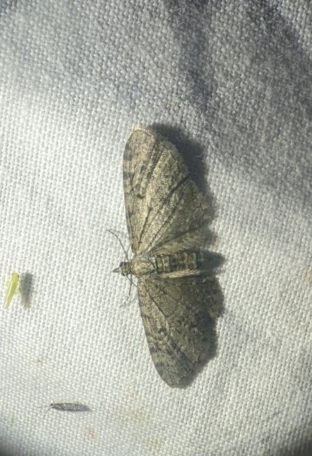 Eupithecia virgaureata 