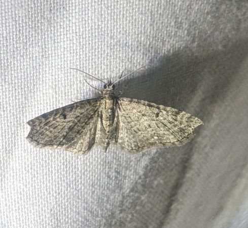 Eupithecia virgaureata 