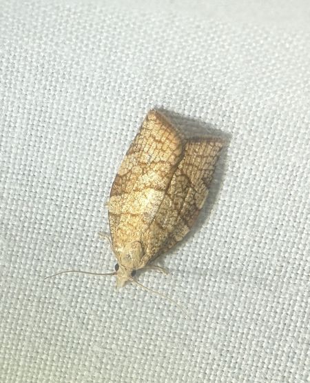 Pandemis corylana 