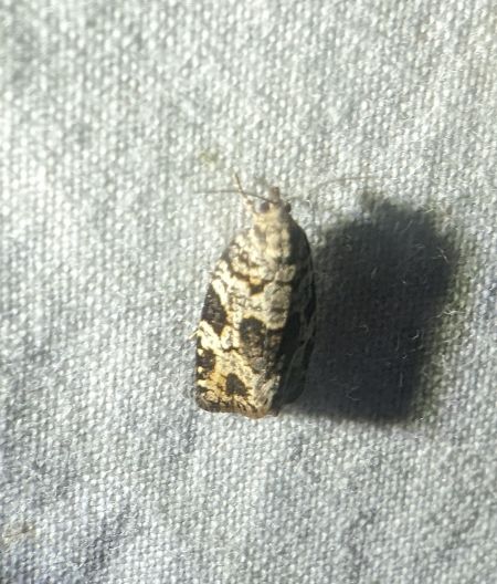 Dichelia histrionana 