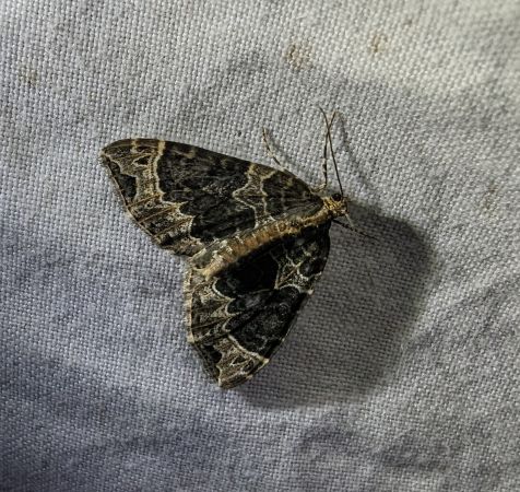 Ecliptopera silaceata 