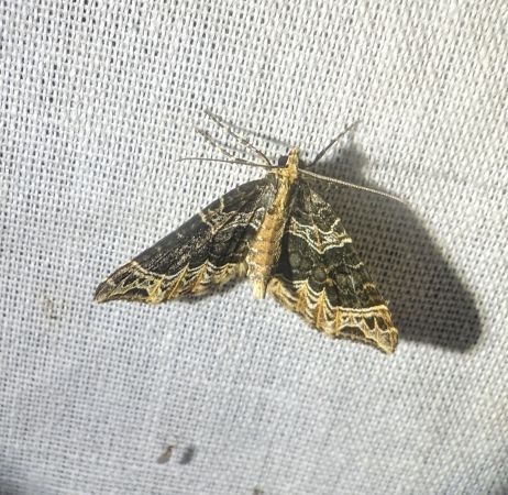 Ecliptopera silaceata 