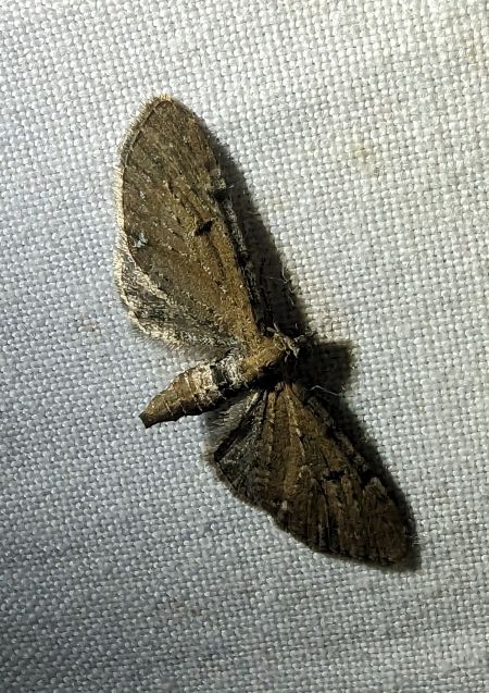 Eupithecia absinthiata 