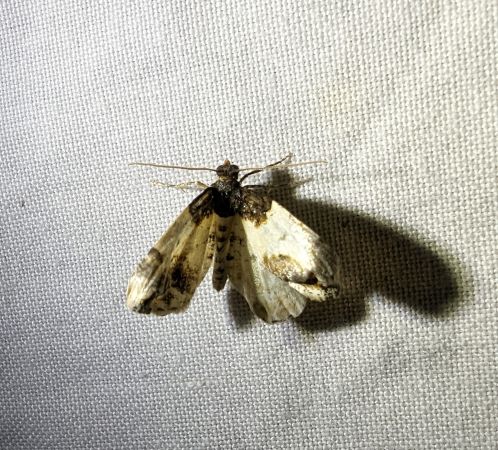 Mesoleuca albicillata 