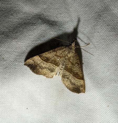 Noctuelle à museau 