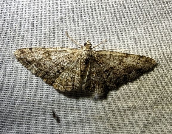 Peribatodes secundaria 