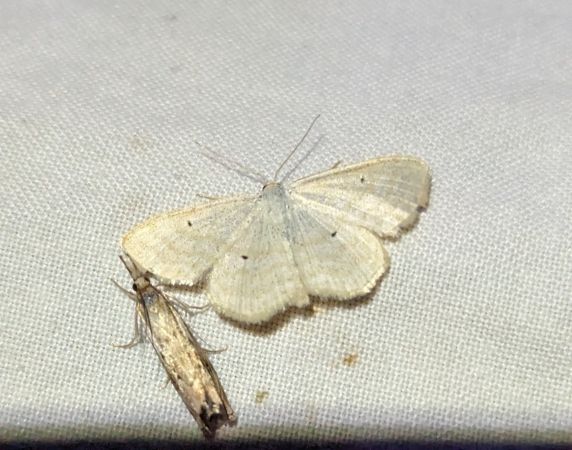 Scopula immutata 