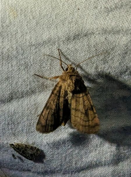 Xestia sexstrigata 