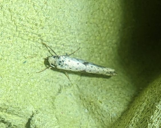 Yponomeuta plumbella 