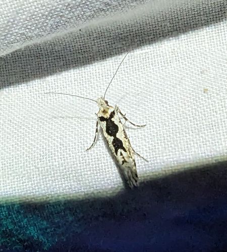 Ypsolopha sequella 