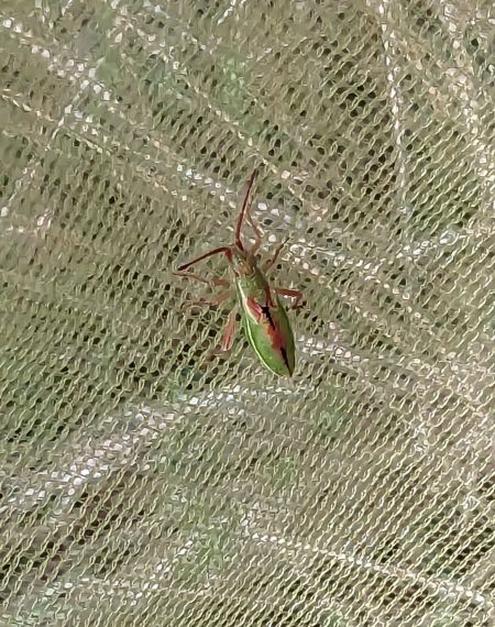 Myrmus miriformis 