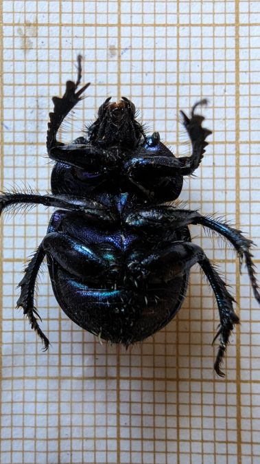 Trypocopris vernalis 