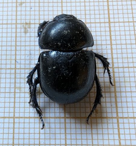 Trypocopris vernalis 