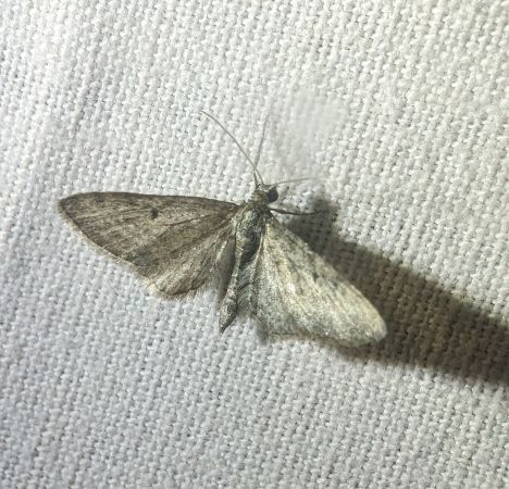 Eupithecia virgaureata 