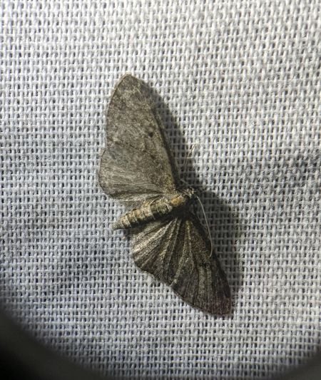Eupithecia virgaureata 