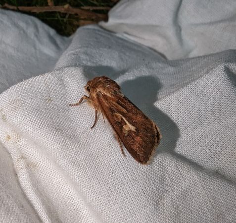 Cerapteryx graminis 